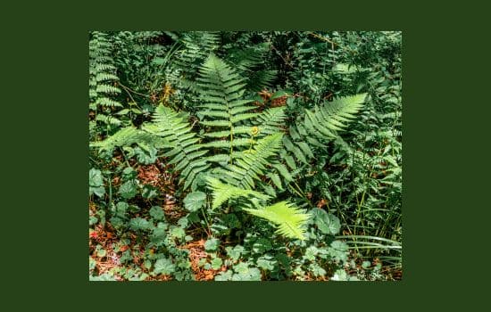 Explorando el Fascinante Mundo de las Plantas Briofitas