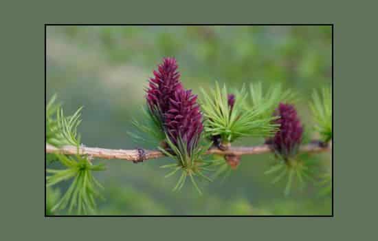 Plantas Gimnospermas