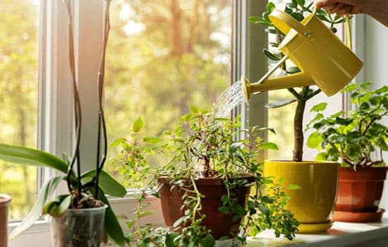 Consejos para Cuidar tus Plantas como un Pro