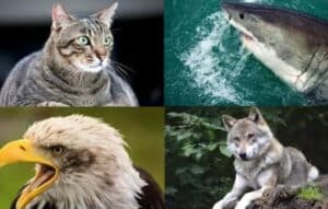 Tu iglesia en tu móvil: Biblia