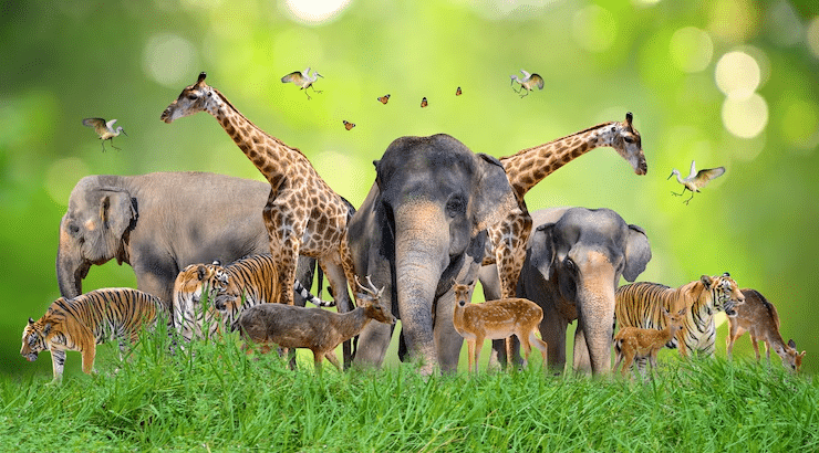 Descubre tu esencia animal