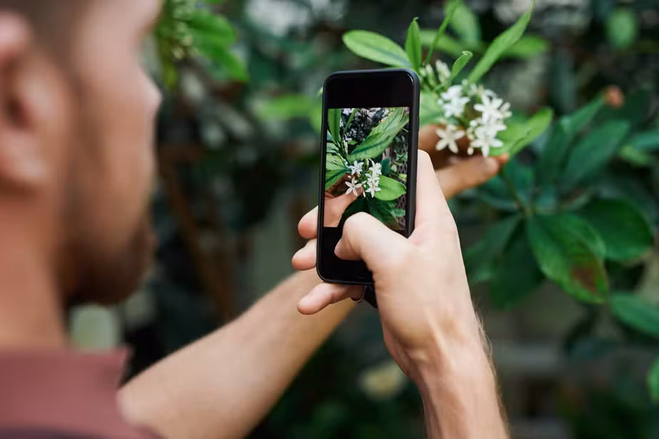 Cuidado e identificación de plantas con app